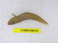藏品(明潭吻鰕虎)的圖片